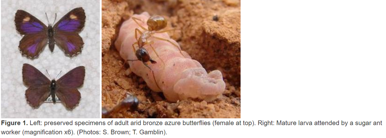 Adult and larval arid bronze azure butterflies 
