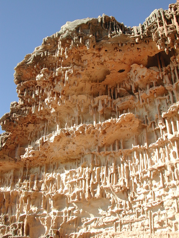 Closely spaced Skolithos burrows of the Tumblagooda Sandstone can be up to 1 metre long