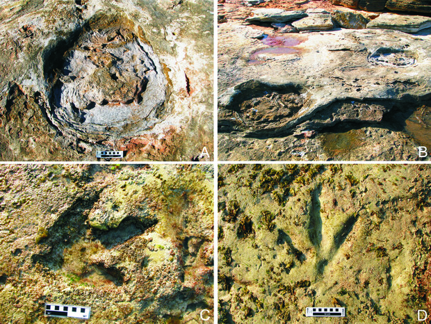 Dinosaur trackways in the Broome Sandstone, near Broome:; including sauropod footprints (A and B) at the Red Cliffs site, and theropod footprints (C and D) at the Ganthaeume Point site