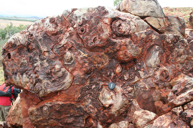 The 'egg carton' stromatolites at the Trendall Reserve are among the oldest known structures regarded as biogenic in origin.