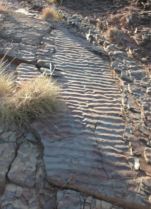  A flat pavement showing beautifully preserved ripple marks in fine-grained sedimentary rocks