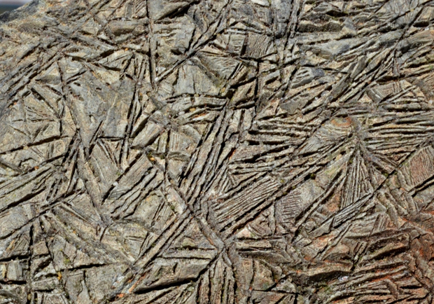 The texture of komatiite rocks looks just like spinifex grass