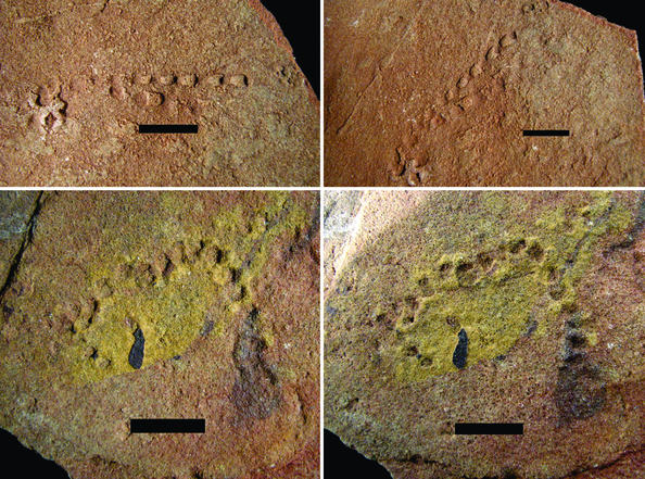 Images of two separate ‘strings of beads’, showing how viewing the fossils under multidirectional light can reveal different aspects of their shape.