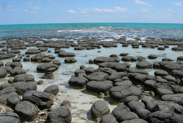 Modern-day stromatolites from Hamelin Pool.