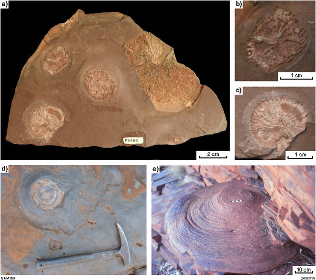 Disk-shaped mineral growths from the Kimberley 
